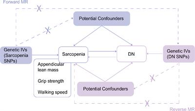 Causality between sarcopenia and diabetic nephropathy: a bidirectional Mendelian randomization study